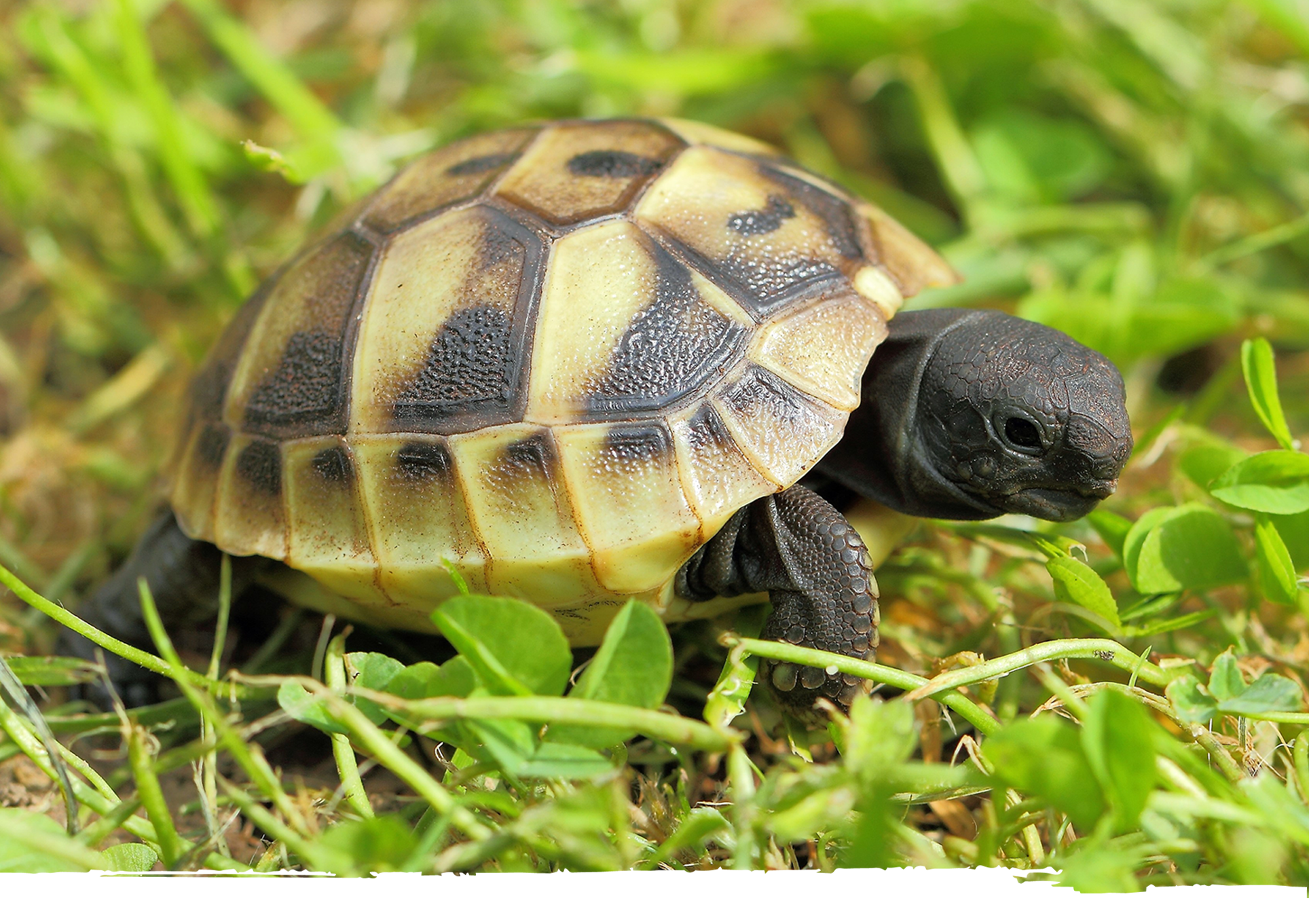 Amphibien