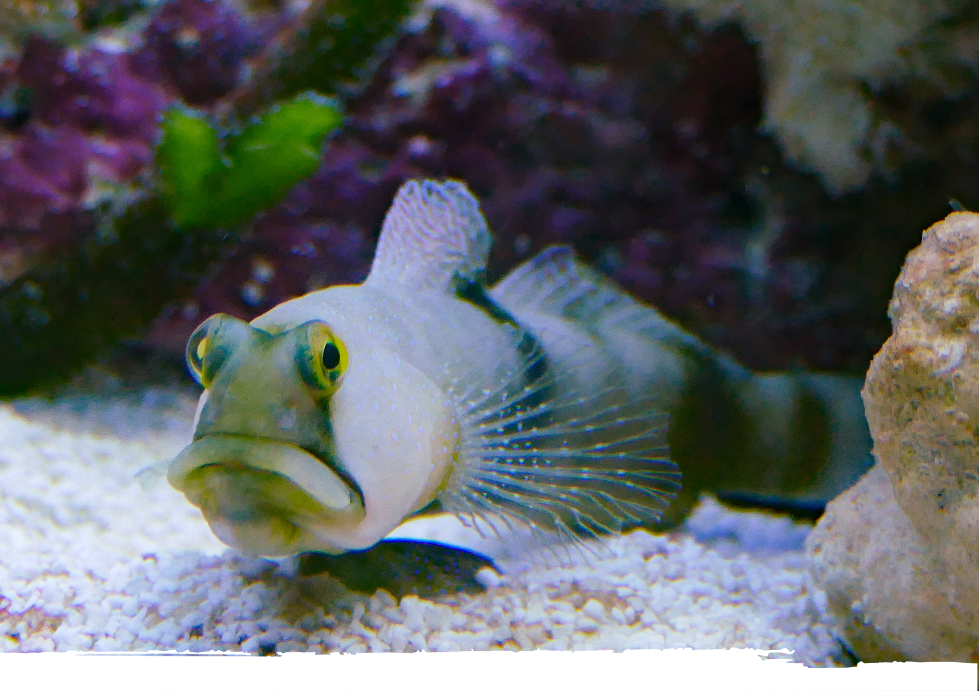 Fische