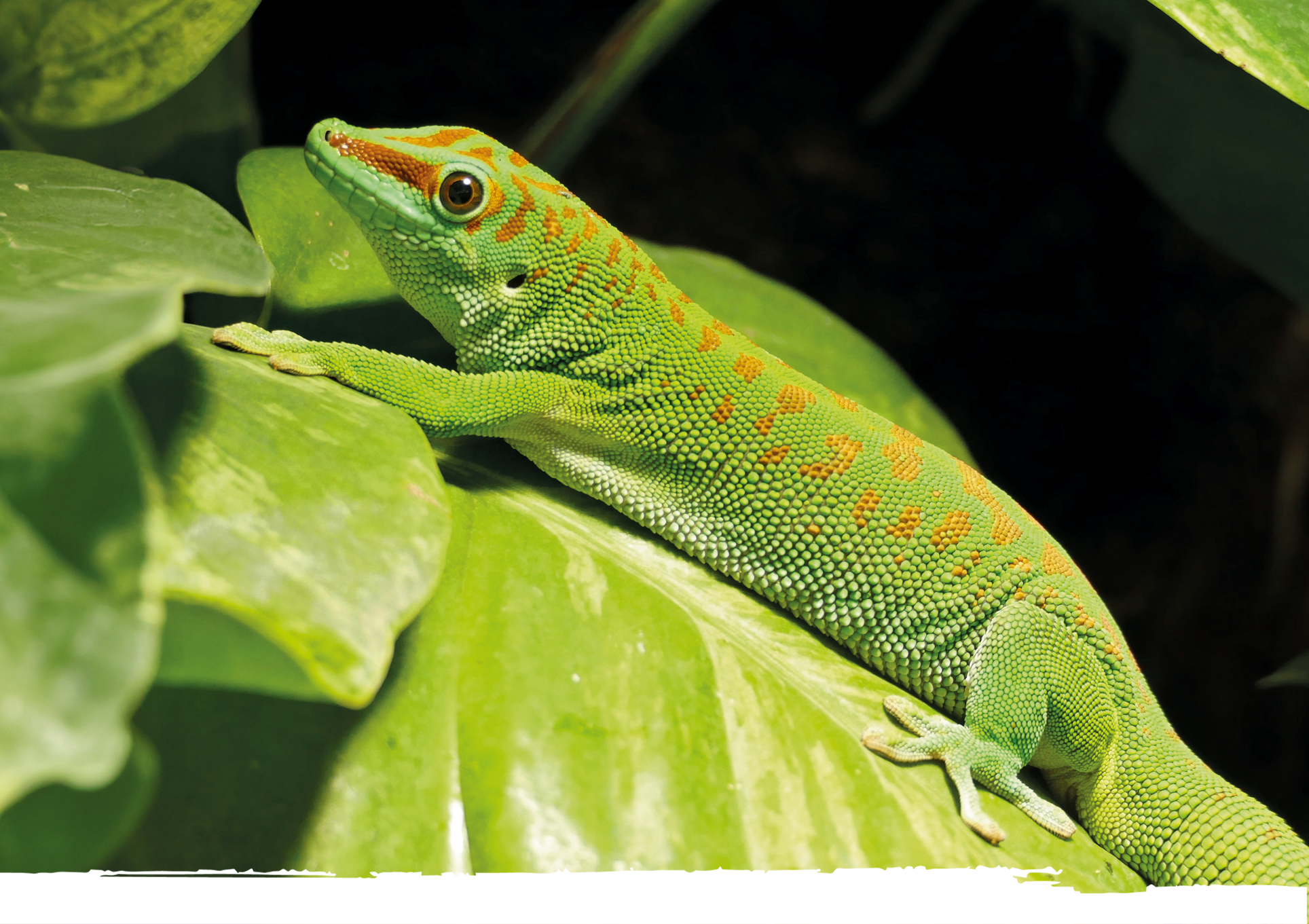 Terrarien