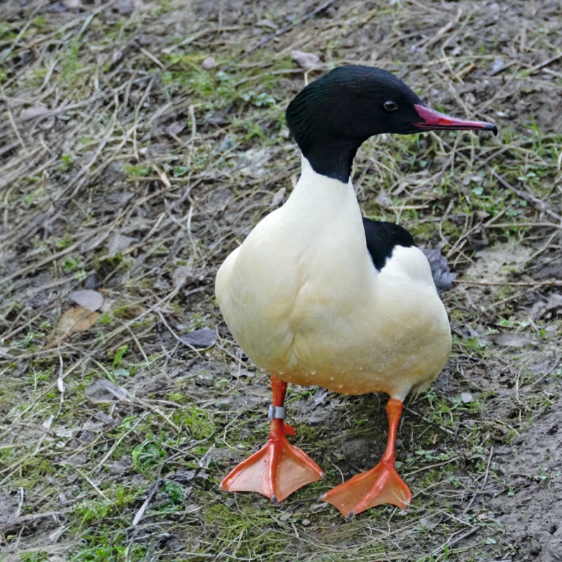 Gänsesager
