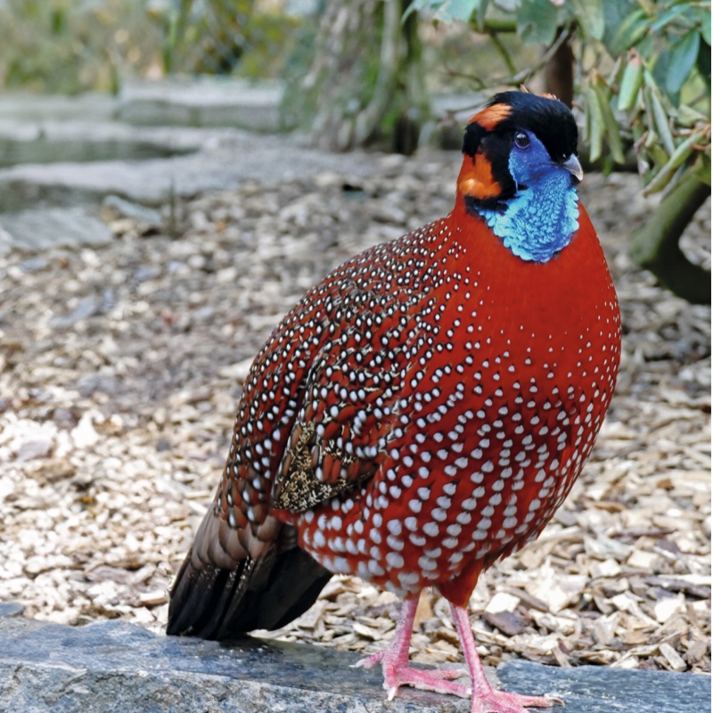 Tragopan